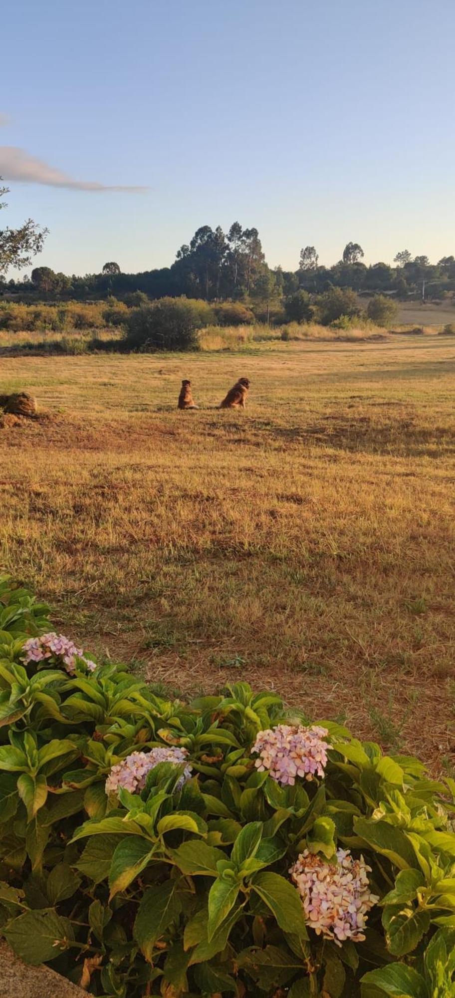 Quinta Damigo Konuk evi Seia Dış mekan fotoğraf
