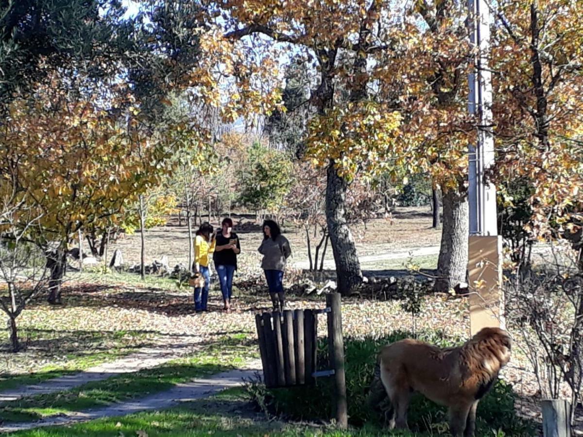 Quinta Damigo Konuk evi Seia Dış mekan fotoğraf