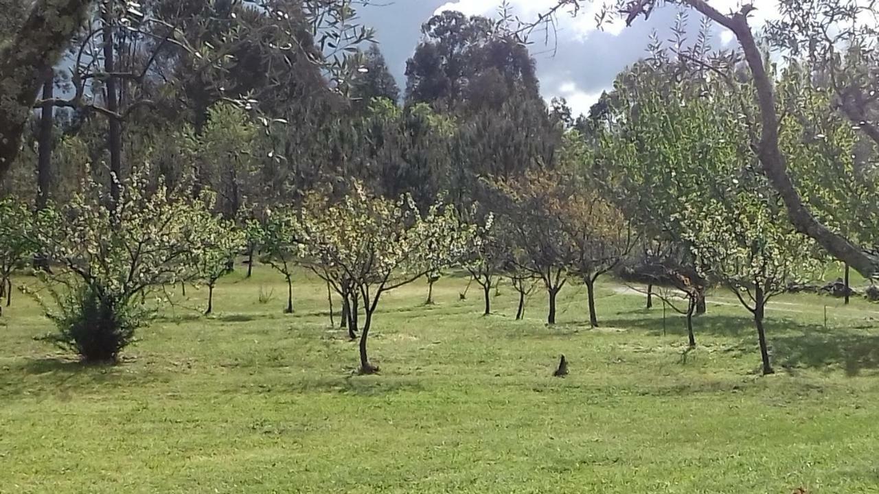 Quinta Damigo Konuk evi Seia Dış mekan fotoğraf